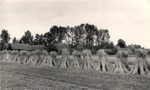Kornpuppen auf dem Felde bei Stradow-Ausbau : Žitowe popy na polu w Tšadowje (Delnja Łužica)