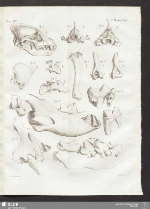 Pl. XXIX. pag. 396
