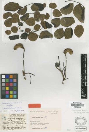 Calliandra revoluta Griseb. [holotype]