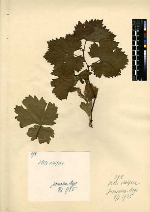 Vitaceae Vitis vinifera Linné, Carl von (1707 - 1778) [Jerusalem, Yerushalayim, El Quds, Al-Quds, Al Quds, El Quds Esh Sherif, Al-Muqaddas, Jérusalem, Gerusalemme, Jerusalén, Aelia Capitolina, Colonia Aelia Capitolina, Hierosolyma, Urusalim, Jerusalem]
