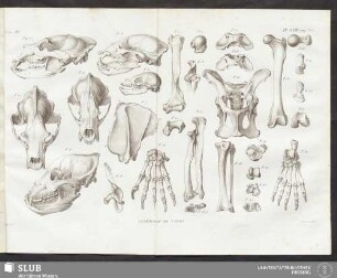 Pl. XXIII. pag. 380