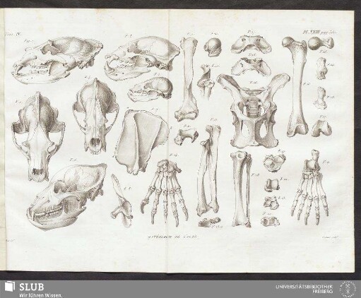 Pl. XXIII. pag. 380