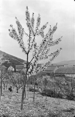 Budaörs: blühender Obstbaum