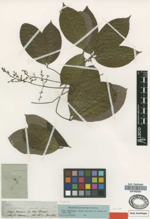 Siphonia discolor Spruce ex Benth. [type]