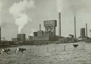 Bergwerk "Minister Stein" mit Turmförderanlage (1926) von Schacht 4 "Emil Kirdorf", im Vordergrund Rinderweide
