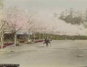 Teilansicht des Uenoparks zur Zeit der Kirschblüte 上野公園風景