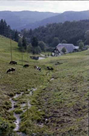 Triberg: Talwiese mit Kühen