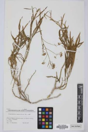 Sinapidendron angustifolium (DC.) Lowe