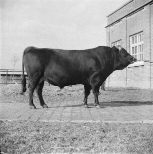 Institut für Tierzuchtforschung Dummerstorf. Jersey-Zuchtbulle
