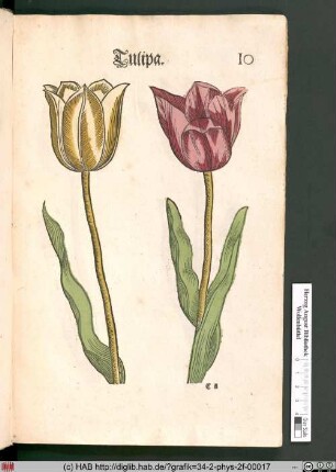 Tulipa [Tulpen]