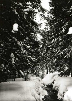 Osterzgebirge. Kahleberggebiet. Neugraben vor der Einmündung in den Galgenteich. Winteraufnahme
