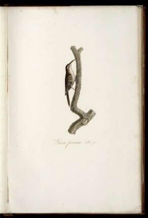 Grin pereau Pl. 72 [bis] Le Go-ruck Pl. 88
