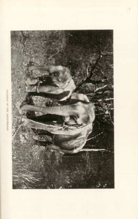 Denizens of the Archipelago