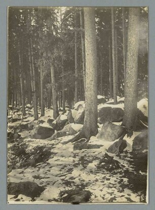 Im Harz bei Wernigerode