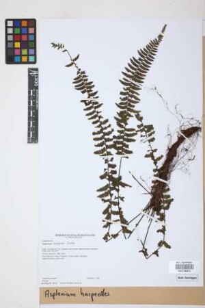 Asplenium harpeodes Kunze