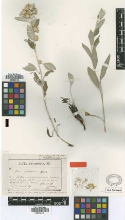 Inula aschersoniana Janka [type]
