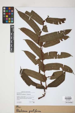 Blechnum proliferum Rosenst.