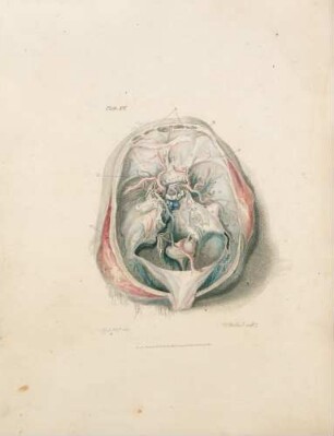 Plate XII