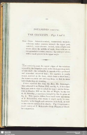 Potamides concavus. Tab. CCCXXXIX. - Figs. 1 and 2