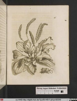 Breiter Wegerich / Plantago major.