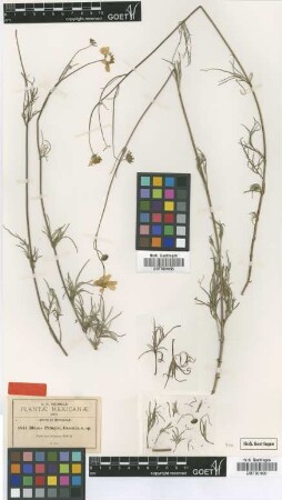 Bidens pringlei Greenm. [type]