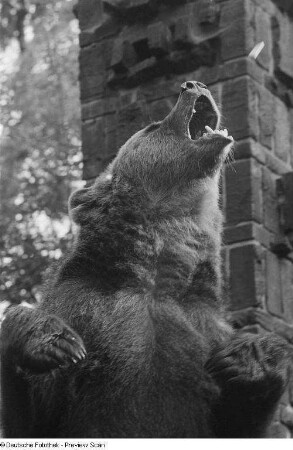 Ein aufgerichteter Braunbär im Leipziger Zoo