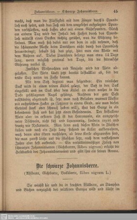 Die schwarze Johannisbeere