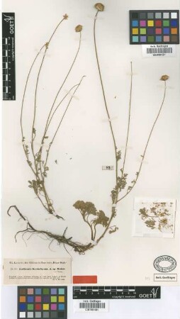 Anthemis kotschyana Boiss. [type]