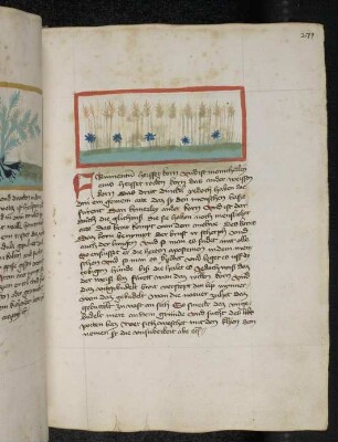 Getreidepflanzen: Frümentum (Pocaceae) / Korn; (aus Konrads von Megenberg "Buch der Natur")