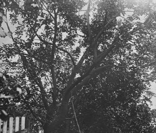 Seidenraupenzucht. Maulbeerbaum (Morus) zur Produktion von Blättern für die Ernährung der Raupen des Seidenspinners, auch Maulbeerspinner (Bombyx mori) genannt