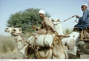 Ägypten: Am Nilufer