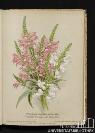 Physostegia virginiana et var. alba. Virginische Physostegie nebst weißer Abart.