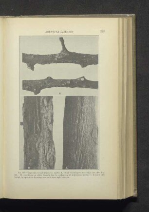 Fig. 67.