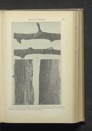 Fig. 67.