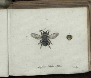 Lasius Salviae Mihi. [bis] Noctua Tragopoginis Fabr.