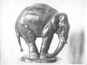 Sich betastender Elefant (Indischer Elefant)