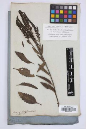 Veronica villosa Schrad.