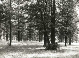 Lindenreicher Laubwald