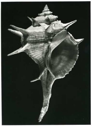 Schnecke