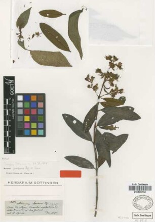 Macairea spruceana O.Berg ex Triana [isotype]