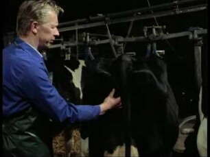 Instrumentelle Samenübertragung beim Rind - 3. Sameneinführung