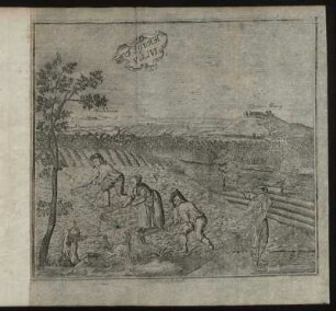 Figura V. und VI.