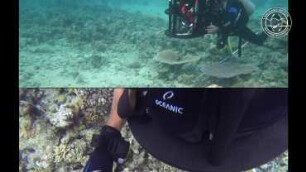 Digitizing the Coral Reef