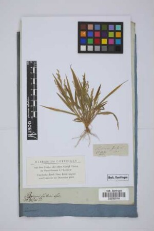 Panicum zeiheri Spr.