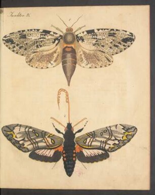 Tafel IX.: Insekten.