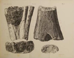 Études paléontologiques sur les dépots jurassiques du bassin du Rhone, 4. Lias supérieur