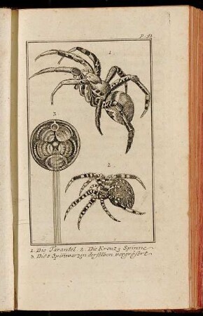 1. Die Tarantel 2. Die Kreuz-Spinne 3. Die 5. Spin[n]warzen derselben vergrösert