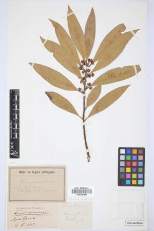 Laurus canariensis Webb & Berth.