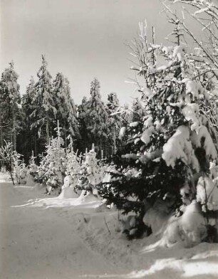 Altenberg. Verschneiter Wald