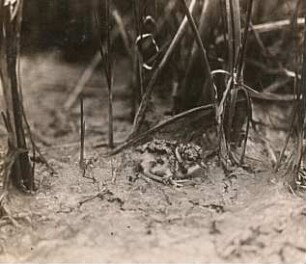 Kiebitz (Vanellus vanellus L.), etwa einen Tag alter Jungvogel